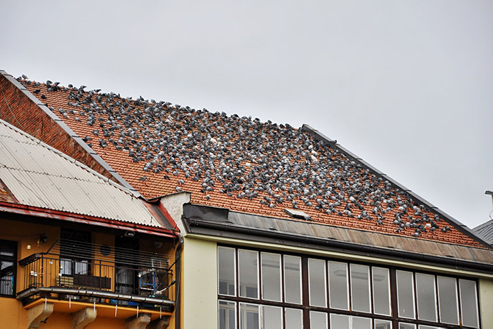A2B Pest Control are able to install spikes to deter birds from roofs in Rochford. 