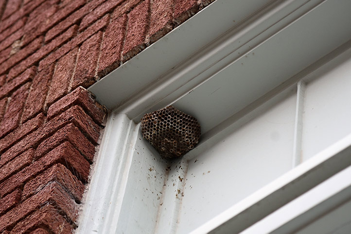 We provide a wasp nest removal service for domestic and commercial properties in Rochford.